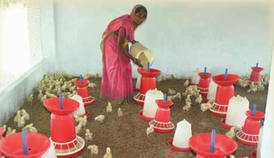 Jharkhand’s women-led poultry cooperative emerges as a model of rural enterprise and empowerment